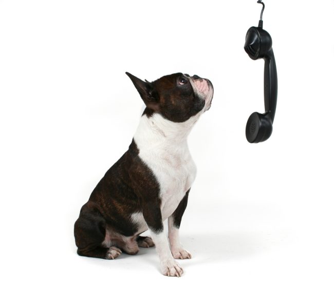 Dog On Phone
